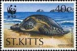 Colnect-1659-385-Green-Turtle-Chelonia-mydas-crawling-up-beach.jpg