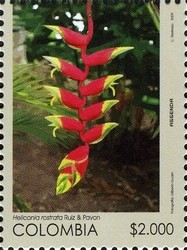 Colnect-1701-327-Heliconia-rostrata.jpg