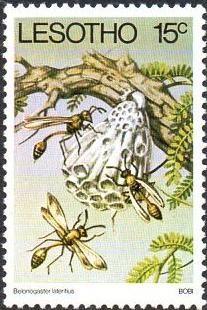 Colnect-1730-141-Wasp-Belonogaster-lateritius.jpg