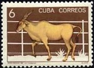 Colnect-1974-003-Common-Eland-Taurotragus-oryx.jpg