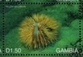 Colnect-4896-566-Yellow-sea-urchin.jpg