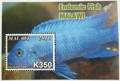 Colnect-4513-703-Endemic-Fish-of-Malawi.jpg