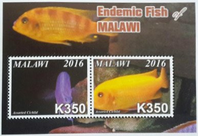 Colnect-4513-705-Endemic-Fish-of-Malawi.jpg