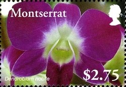Colnect-1524-021-Dendrobium-nobile.jpg