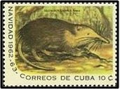 Colnect-1630-326-Cuban-Solenodon-Solenodon-cubensis.jpg