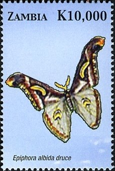 Colnect-3051-626-Moth-Epiphora-albida-druce.jpg