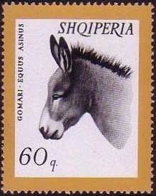 Colnect-723-180-Donkey-Equus-africanus-asinus.jpg