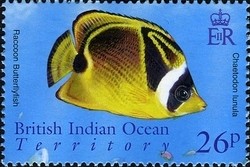 Colnect-1425-648-Raccoon-Butterflyfish-Chaetodon-lunula-.jpg