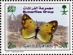 Colnect-1729-738-Butterfly-Colitis-calas.jpg