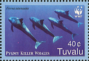 Colnect-1767-974-Pygmy-Killer-Whale-Feresa-attenuata.jpg