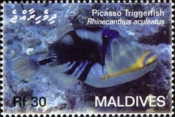 Colnect-2362-909-Picasso-Triggerfish-Rhinecanthus-aculeatus.jpg