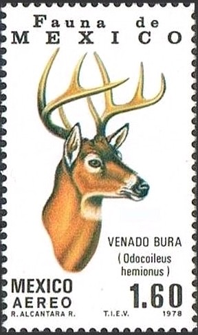 Colnect-2613-794-Mule-Deer-Odocoileus-hemionus.jpg