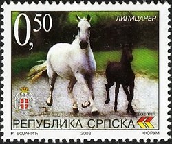 Colnect-577-643-Lipizzaner-Equus-ferus-caballus.jpg