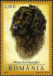 Colnect-760-504-Munsterlander-Canis-lupus-familiaris.jpg