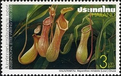 Colnect-1668-086-Nepenthes-mirabilis-Lour-Druce.jpg