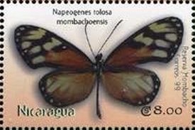 Colnect-3478-551-Nepeogenes-tolosa-MOMBACHOENSIS.jpg