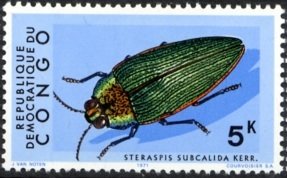 Colnect-1104-890-Jewel-Beetle-Steraspis-subcalida.jpg