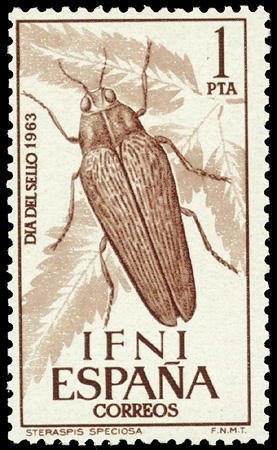Colnect-1364-978-Beetle-Steraspis-sp.jpg