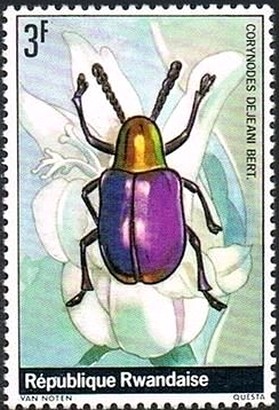 Colnect-2396-413-Leaf-Beetle-Corynodes-dejeani.jpg