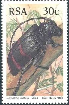 Colnect-814-116-Longhorn-Beetle-Ceroplesis-militaris.jpg