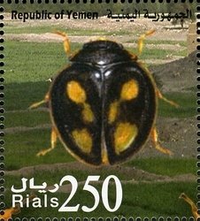 Colnect-960-972-Ladybird-Beetle-Pharoscymnus-c-luteus.jpg