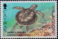 Colnect-2819-894-Kemp-rsquo-s-Ridley-Sea-Turtle-Lepidochelys-kempii.jpg