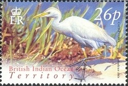Colnect-1425-775-Cattle-Egret-Bubulcus-ibis.jpg