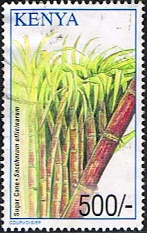 Colnect-2838-581-Sugar-cane---Saccharum-officinarum.jpg