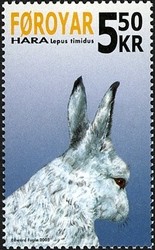 Colnect-518-879-Arctic-Hare-Lepus-timidus---Winter.jpg