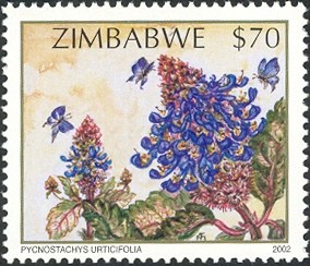 Colnect-552-592-Wildflowers-of-Zimbabwe-Series-2---Prickly-salvia-Pycnostac.jpg