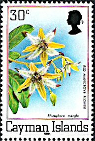 Colnect-5653-875-Red-Mangrove-flower-Rhizophora-mangle.jpg