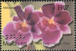 Colnect-961-882-Flora-of-the-Maldives---Miltoniopsis.jpg