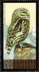 Colnect-962-162-Little-Owl-Athene-noctua.jpg