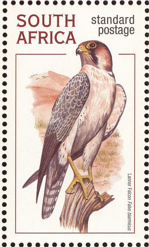 Colnect-1759-613-Lanner-Falcon-Falco-biarmicus.jpg