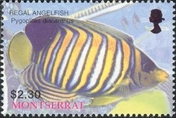 Colnect-1538-366-Regal-Angelfish-Pygoplites-diacanthus.jpg