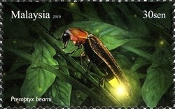 Colnect-1434-516-Firefly-Pteroptyx-bearni.jpg