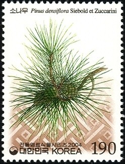 Colnect-1605-225-Pinus-densiflora-Siebold-et-Zuccarini.jpg