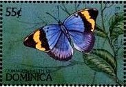 Colnect-3214-315-Gold-banded-Forester-Euphaedra-neophron.jpg