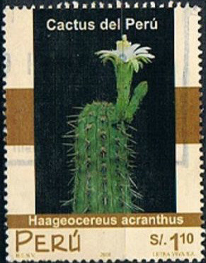 Colnect-2347-489-Haageocereus-acranthus.jpg