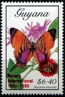 Colnect-3014-622-Pansy-Daggerwing-Marpesia-marcella.jpg