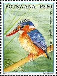 Colnect-1424-358-Malachite-Kingfisher-Corythornis-cristata.jpg