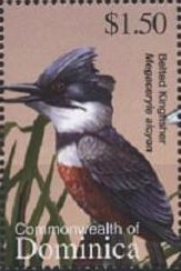 Colnect-3262-621-Belted-Kingfisher-Megaceryle-alcyon.jpg