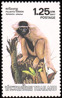 Colnect-2340-178-Pileated-Gibbon-Hylobates-pileatus.jpg
