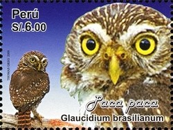 Colnect-1594-991-Ferruginous-Pygmy-Owl-Glaucidium-brasilianum.jpg