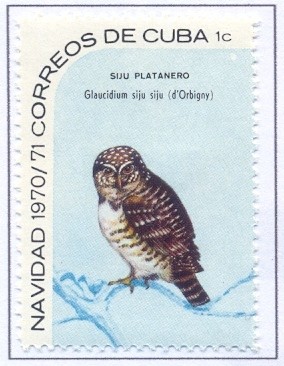 Colnect-2510-896-Cuban-Pygmy-Owl-Glaucidium-siju.jpg