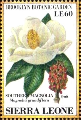 Colnect-4207-967-Southern-Magnolia-Magnolia-grandiflora.jpg