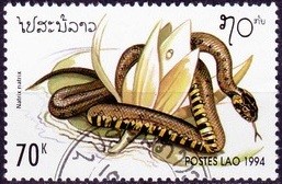 Colnect-1991-565-European-Grass-Snake-Natrix-natrix.jpg