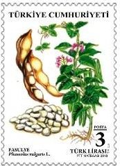 Colnect-4618-008-Legumes--White-Beans.jpg