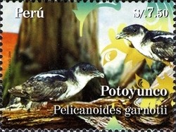Colnect-1594-942-Peruvian-Diving-petrel-Pelecanoides-garnotii.jpg