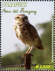 Colnect-2373-281-Burrowing-Owl-Athene-cunicularia.jpg